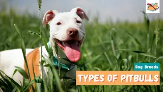 Types of Pitbulls: A Complete Guide To All the Pitbull Dog Breeds!