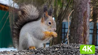 Белка питается семечками 4K 60 FPS  Squirrel feeds on seeds