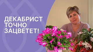 Главные правила цветения декабриста!