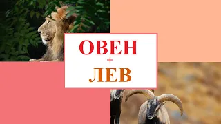 ОВЕН +ЛЕВ совместимость в любви - как сохранить отношения