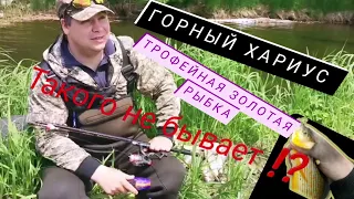 Река Анюй!Трофейная рыбалка 2023!Хариус-золотая рыбка 🐠!!