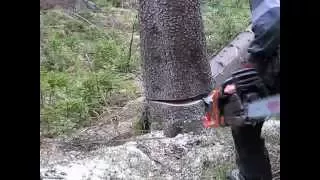 How to Fell or Cut Down a Tree Using a Chainsaw Husqvarna 560 XP