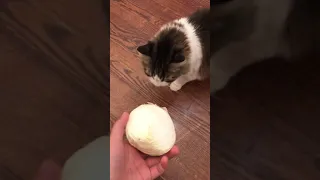 Cat vs Onion...Who Will Win?