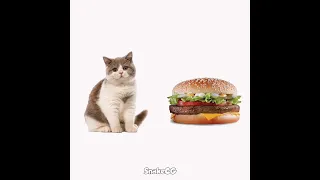 Burger #catshorts #foodmemes #cat #funny #video