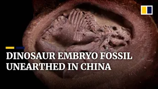 Perfectly preserved hadrosaurus embryo fossil discovered in China