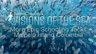 4K Relaxing Underwater Music and Video Epic School of Fish Malpelo Island Colombia Annie Crawley