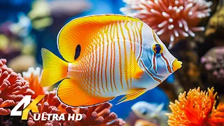 Under Red Sea 4K - Beautiful Coral Reef Fish In Aquarium, Sea Animals For Relaxation - 4K Video