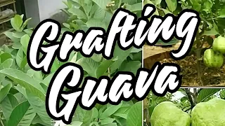 Fruiting solution with grafting | Crystal guava