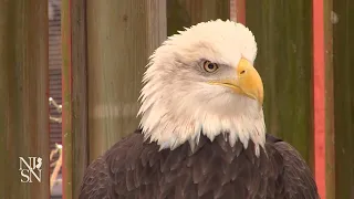 DEP recommends bald eagles no longer be on endangered list