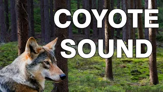 Coyote Sound Effect | Coyote Sounds at Night | Coyote Howl audio | Wolf Howling Sound Effect | HQ