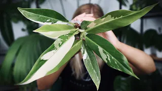 THIS ENDED IN DISASTER! | NEW Rare Variegated Plants in 2022!