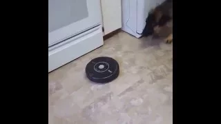 dog attacks roomba