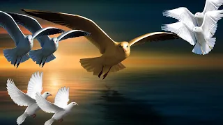 Seagull and other firds | Wildlife Documentary | For Kids