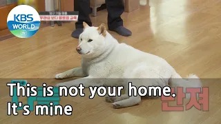 This is not your home. It's mine (Dogs are incredible) | KBS WORLD TV 210421