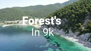 9k video ULTRA HD HDR - 2nd Largest Forest in the world (60 FPS) | 10k | travel video | By 9k video