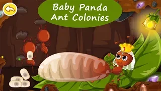 Baby Panda Ant Colonies - Meet the ant workers, soldiers and the queen | BabyBus Games For Kids