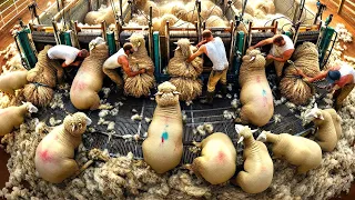 1,27 Billion Sheep Are Raised And Sheared By Farmers This Way - Sheep Farming