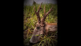 Roe buck hunting in Romania 16 Rehbock Jagd in Rumänien 16 Jacht op reeën in roemenië 16