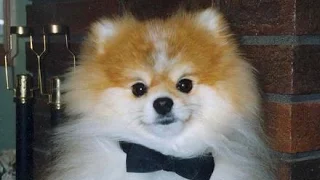 Funniest and cutest pomeranian videos compilation