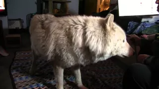 Wolfdog howls in the house.