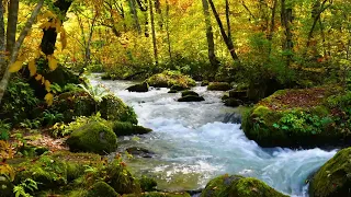 Forest Sounds, Birds chirping, River Sounds for sleeping and relaxation