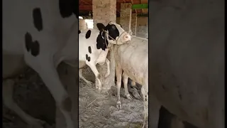 Great video of cow and bull #cow #bull #usmanbaloch