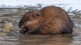 Mink & Muskrats on The River Bank! Olympus OMD EM1 300mm F-4 , MC20 2x, 150mm F-2.8 Canon Vixis R800