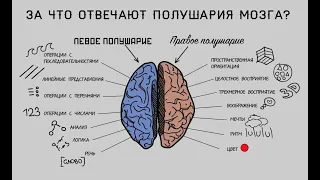 Функции левого и правого полушария.