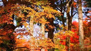和カフェ / Mitsuhiro【癒し BGM 調和】ティータイム・リラックス・やすらぎ・和・瞑想・茶の湯・日本庭園