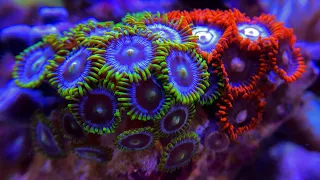 Coral Feeding Time Lapse [Coral Eating]