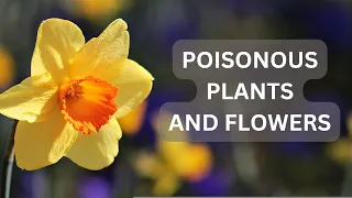 10 Poisonous Plants and Flowers | Plants and Flowers | Poisonous