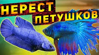 Betta fish breeding FOR 5 MINUTES!