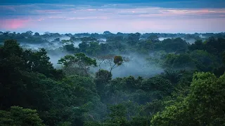 The 5 oldest forests on Earth.