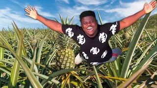 Inside The Biggest Pineapple Farm In Ghana 🇬🇭