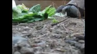 Desert Tortoise eating a salad