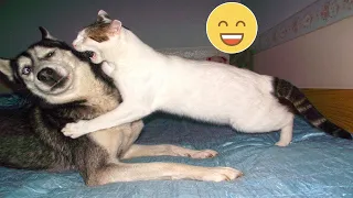 Try Not To Laugh Dogs And Cats 😁 - Best Funniest Animals Video 2024 - Part 21