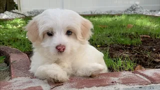 Maltipoo Puppy Compilation