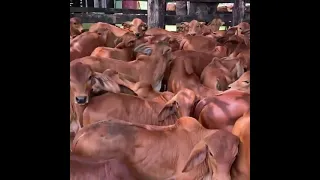 🔴 RED BRAHMAN ✅ Bulls and Cows 🏆 YouTube #Shorts 4