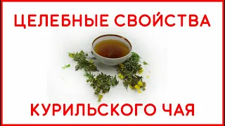 Целебные свойства курильского чая - The healing properties of Kuril tea