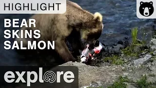 Bear Skins a Salmon as a Bird Waits for its Leftovers - Live Cam Highlight