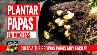 NUNCA MAS COMPRAR - Como plantar PAPA en Maceta FACIL y SIN TRABAJO - Como Plantar PATATA en maceta