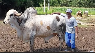 COMEÇOU DO ZERO ,AGORA TEM 30 CABEÇAS  DE ANIMAIS DA DICAS IMPORTANTES  P MANTEŔ NO RAMO.