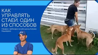 Как управлять стаей (один из способов)