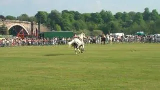 The Devil's Horsemen Stunts on Roman Day