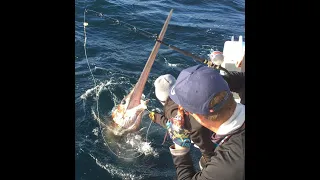IFISH - is this the 1000lb SWORDFISH?? (Catch & Release!)