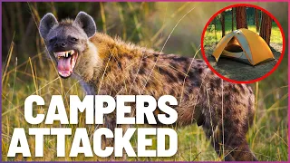 Campers Attacked By Hyenas In The Middle Of The Night | Human Prey | Wonder