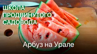 Арбуз на Урале. Школа продвинутого садовода