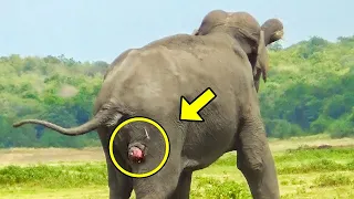 This Elephant Couldn't Move And Cried For Hours, When Help Arrived They Were Shocked To See This..