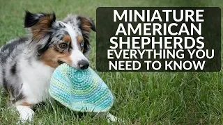 Miniature American Shepherd 101! Everything You Need To Know About Mini Ausies!