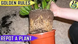 GOLDEN TIPS on REPOTTING PLANTS | When and How to Repot Plants